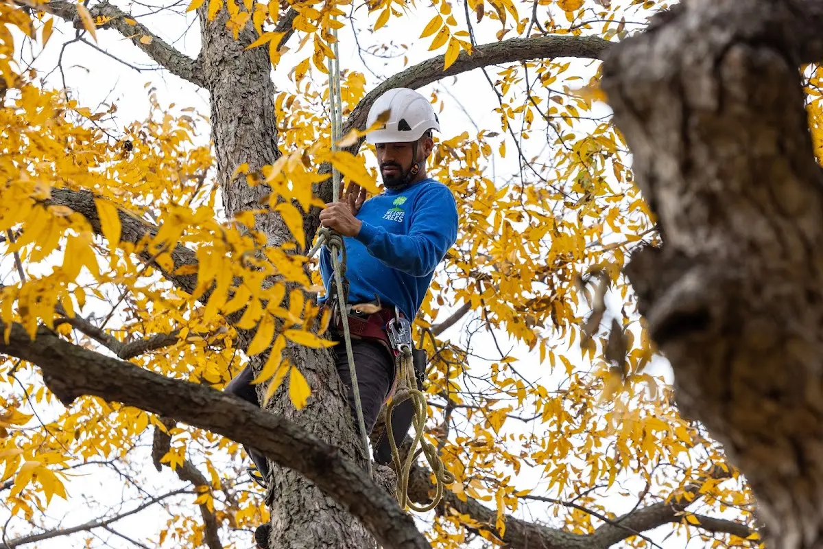Skilled Tree Planing crew working in Morrisonville